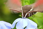 Coprosma Hawk Moth (Hippotion scrofa)